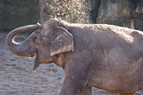 Elefanten Sandwurf