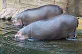 Hippos tauchen ab