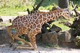 Baby-Giraffe legt sich hin